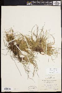 Carex tonsa image