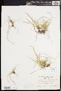 Carex tonsa image