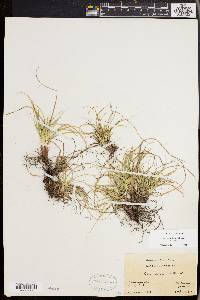 Carex tonsa image