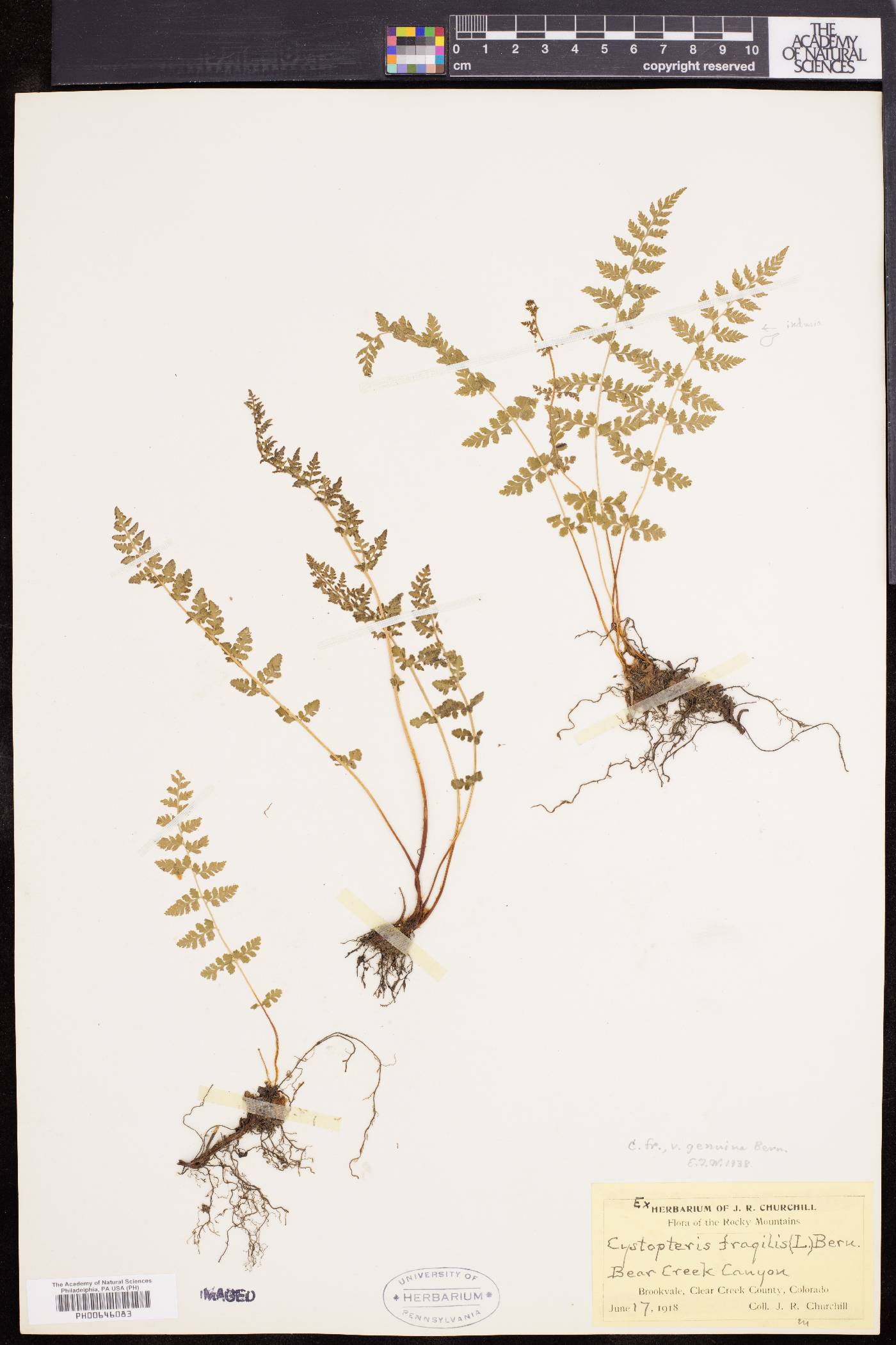 Cystopteris fragilis var. fragilis image