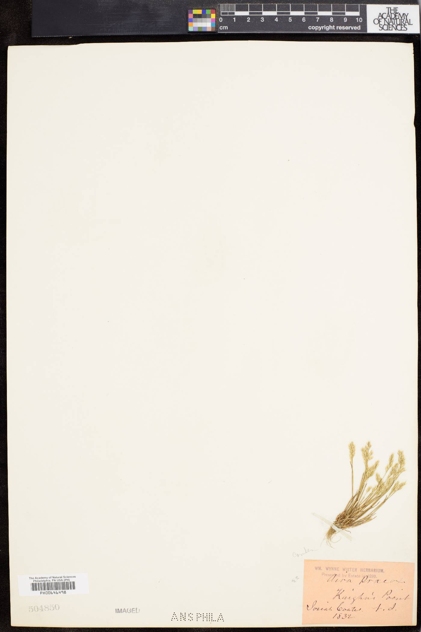 Aira praecox image