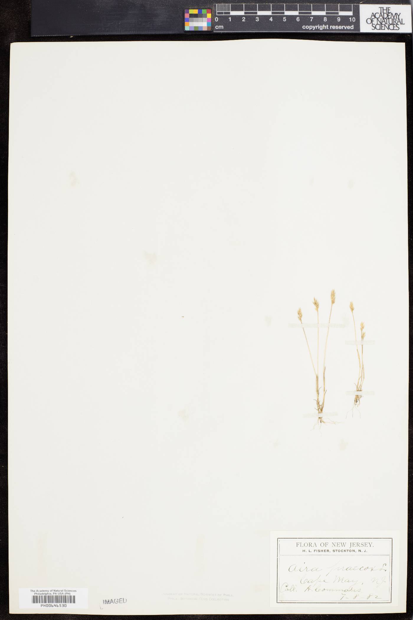 Aira praecox image
