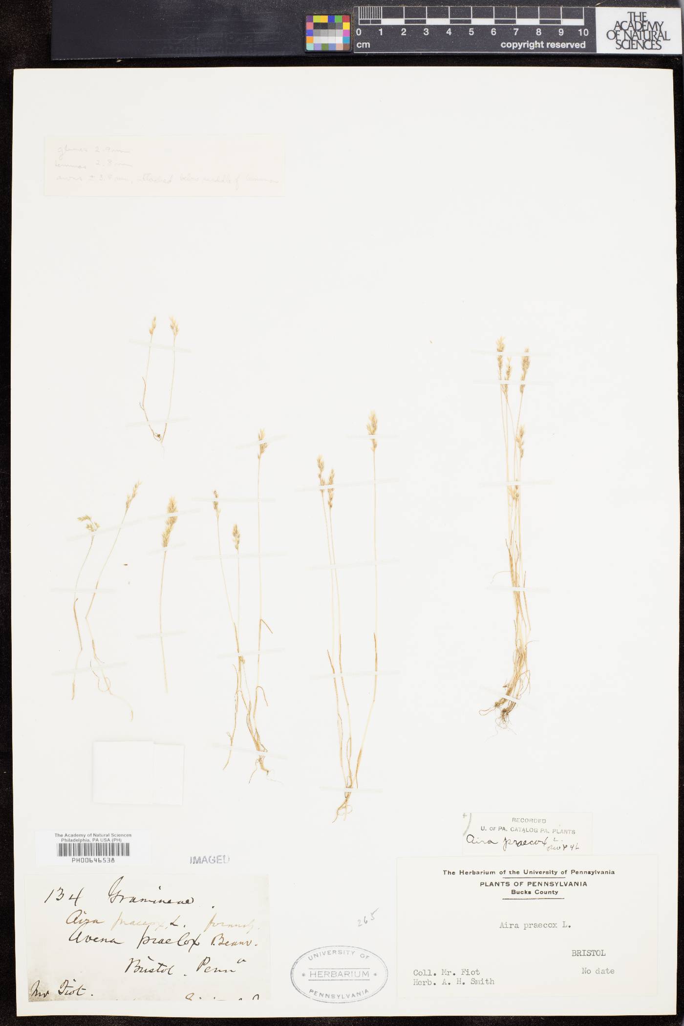 Aira praecox image