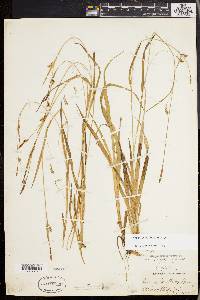 Carex styloflexa image