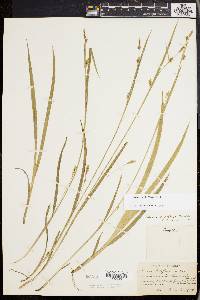 Carex styloflexa image