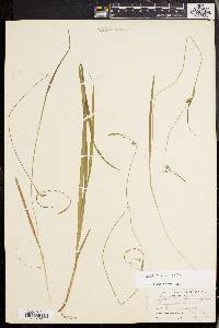 Carex styloflexa image