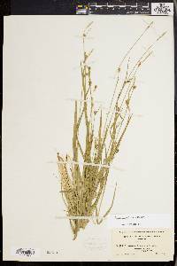 Carex styloflexa image