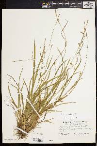 Carex styloflexa image