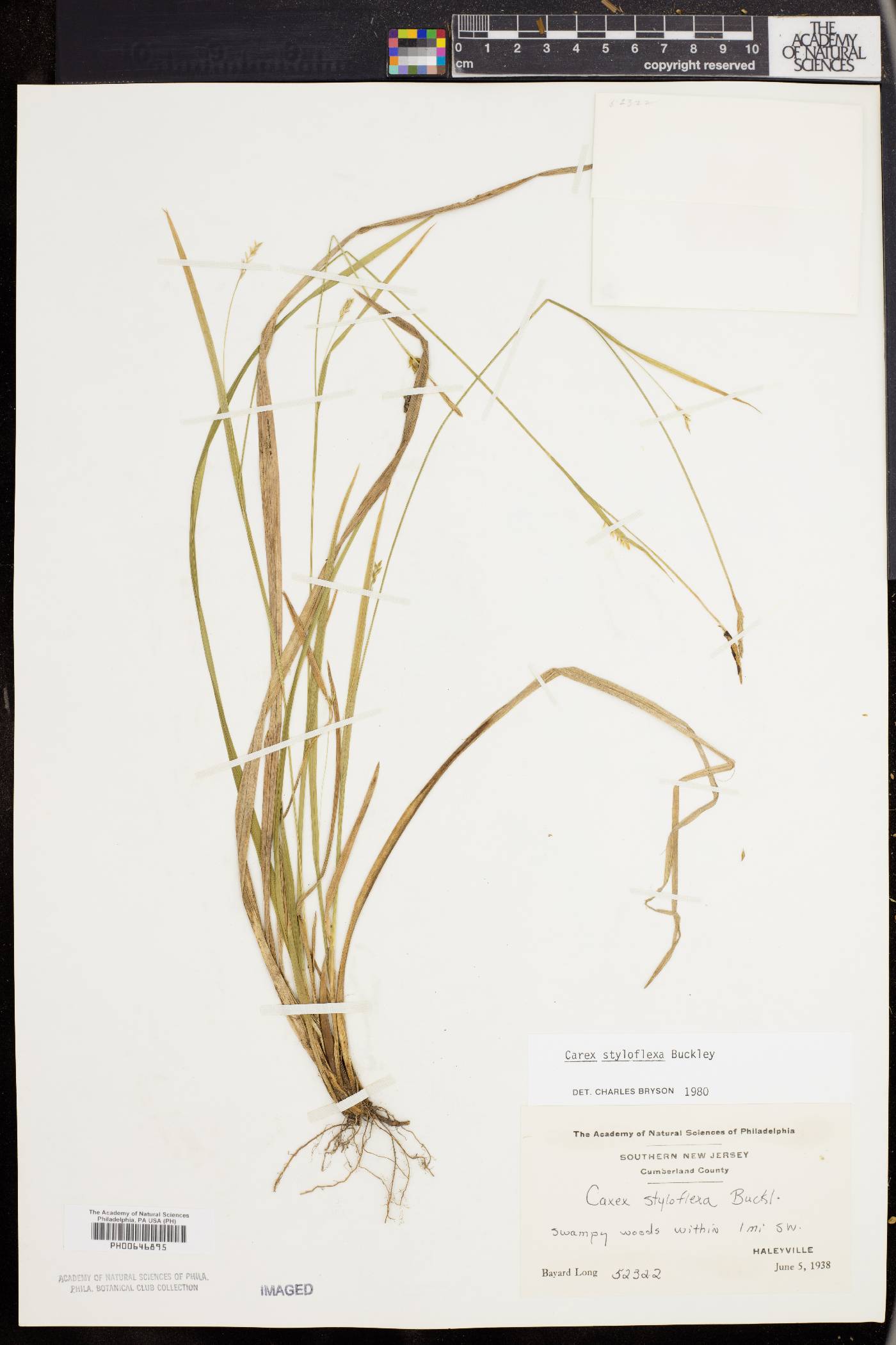 Carex styloflexa image