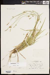 Carex styloflexa image