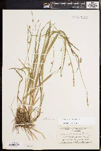 Carex styloflexa image