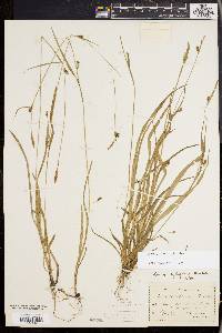 Carex styloflexa image