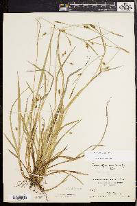 Carex styloflexa image