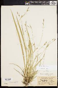 Carex styloflexa image