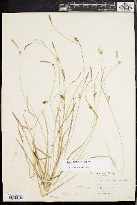 Carex styloflexa image