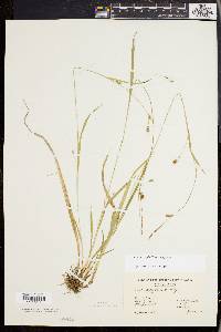 Carex styloflexa image