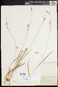 Carex styloflexa image