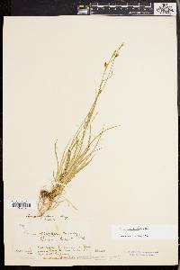 Carex styloflexa image