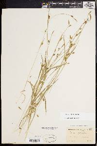 Carex styloflexa image