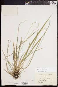 Carex styloflexa image