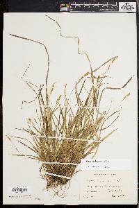 Carex styloflexa image