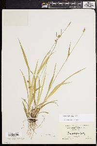 Carex styloflexa image