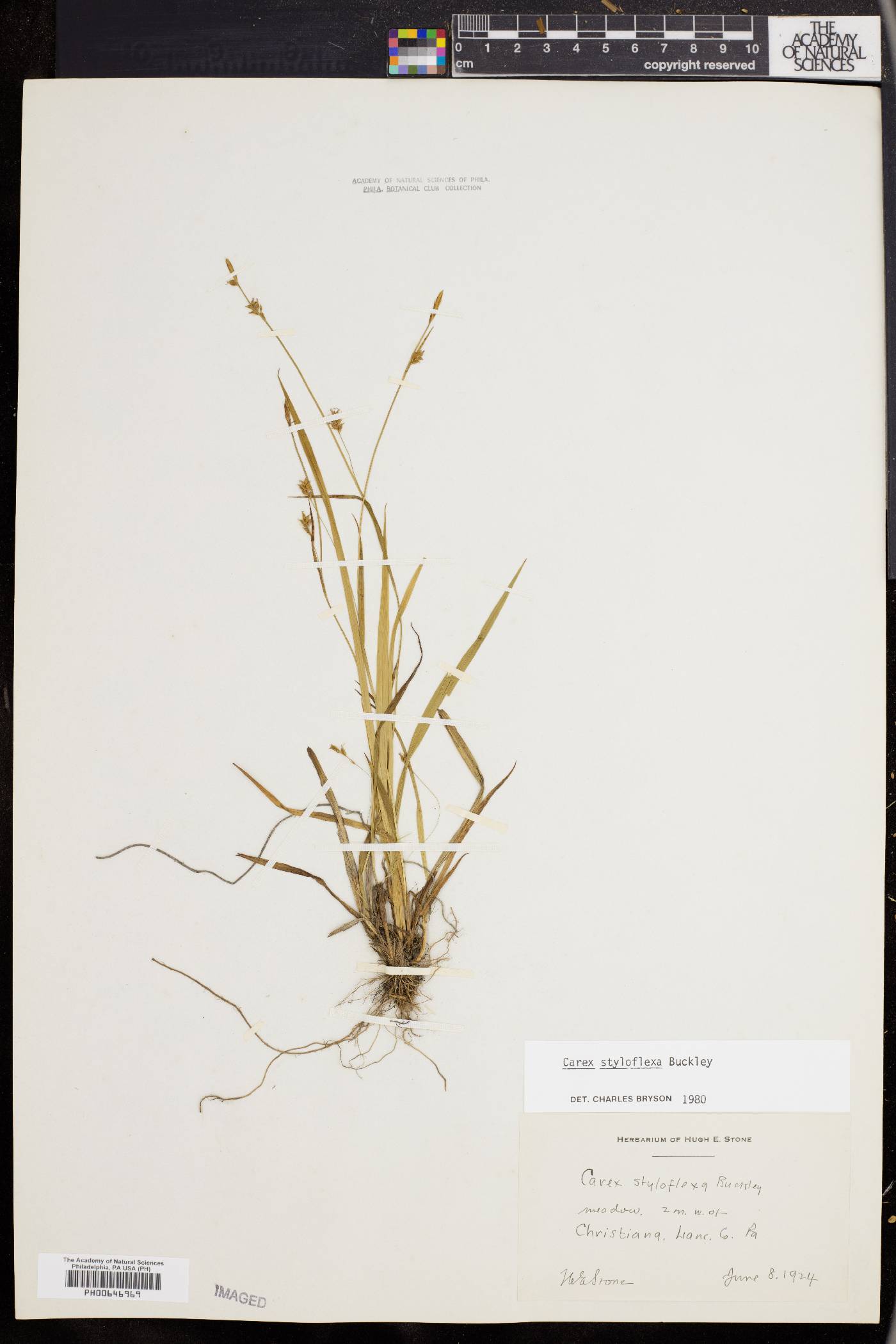 Carex styloflexa image