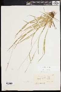 Carex styloflexa image