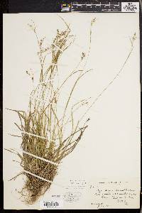 Carex swanii image