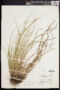 Carex swanii image