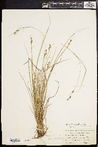 Carex swanii image