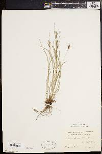 Carex swanii image