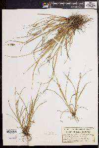 Carex swanii image