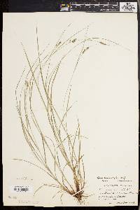 Carex swanii image