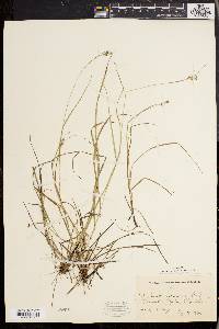 Carex swanii image