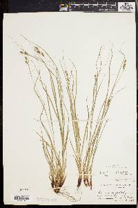 Carex swanii image