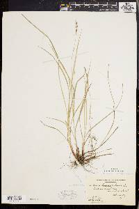 Carex swanii image