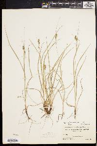 Carex swanii image