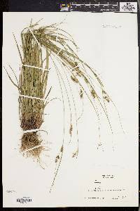 Carex swanii image