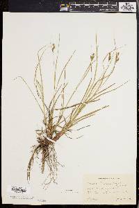 Carex swanii image