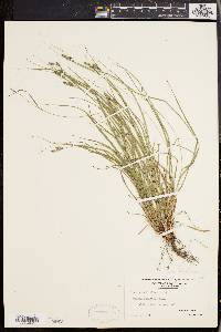 Carex swanii image