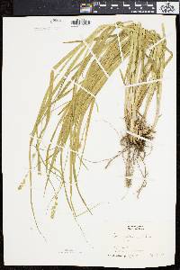 Carex sparganioides image