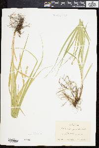 Carex sparganioides image