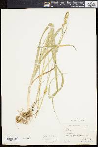 Carex sparganioides image