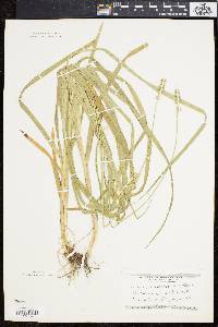 Carex sparganioides image