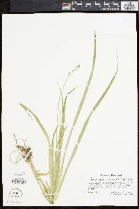 Carex sparganioides image