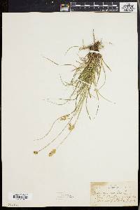 Carex sparganioides image