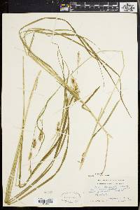 Carex sprengelii image