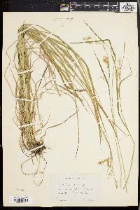 Carex sprengelii image