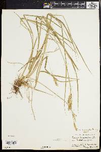 Carex sprengelii image